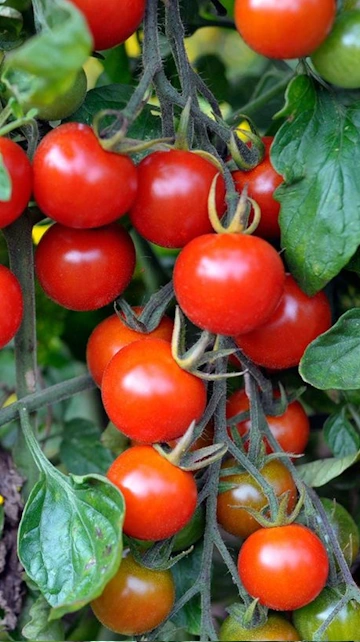Vegetables